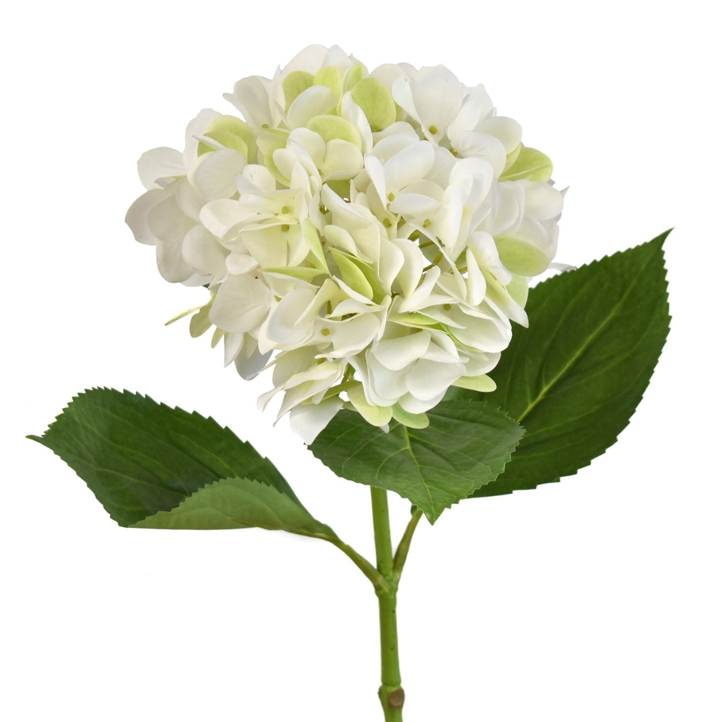 26.5” Freshly Bloomed Hydrangea Stem in Cream/Green | XJE