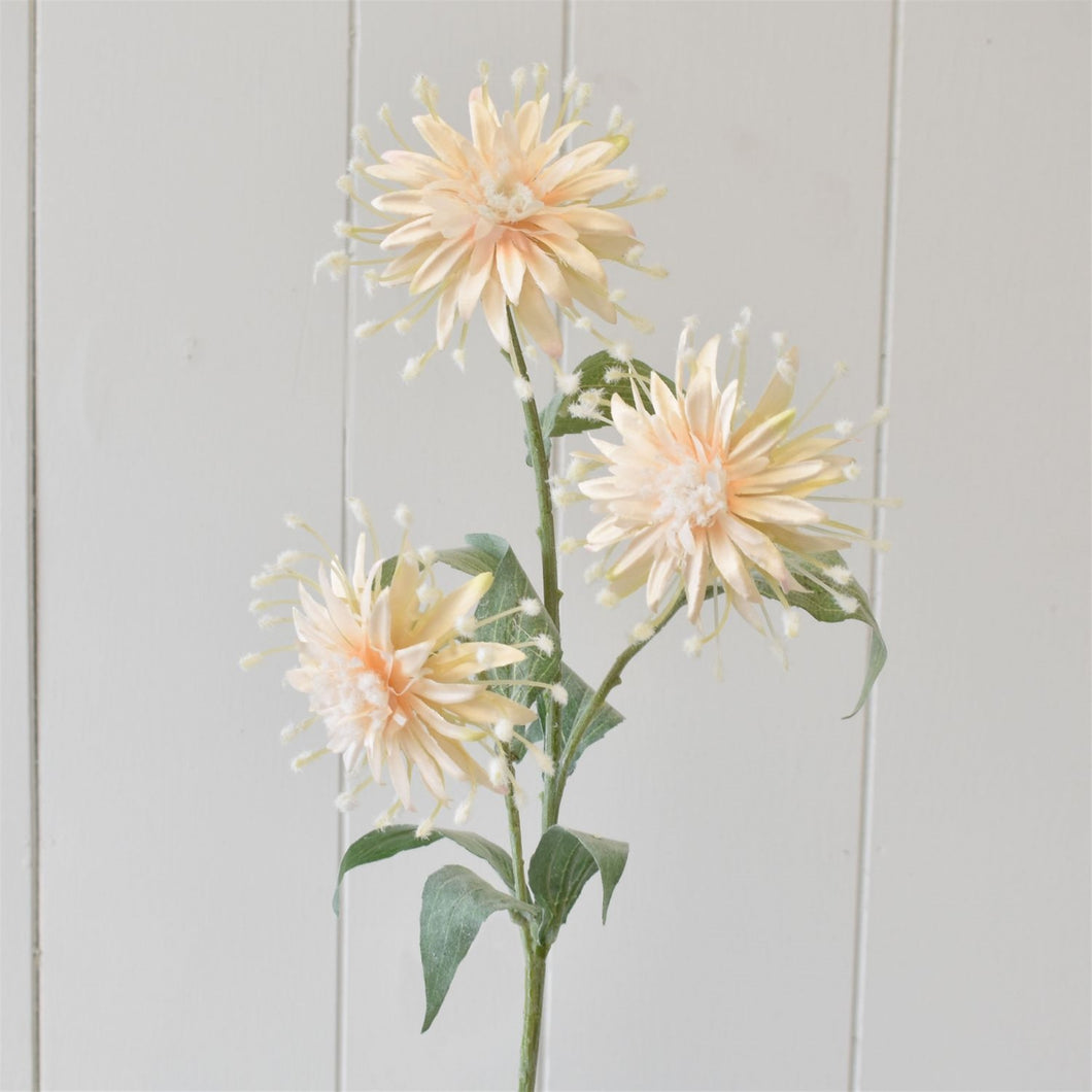 27.5” Tropical Chrysanthemum Stem in Apricot | XJE