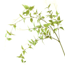 Load image into Gallery viewer, 46&quot; Clematis Leaf Spray in Lt. Green | XJE