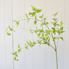 Load image into Gallery viewer, 46&quot; Clematis Leaf Spray in Lt. Green | XJE