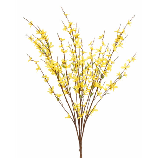 30" Forsythia Bush x 12 |XJE