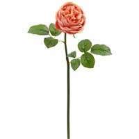 English Garden Rose Spray in Apricot