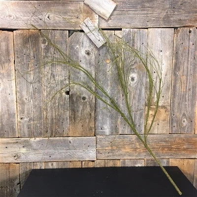 52" Rustic Mossed Twig Branch Green/Brown | XJE
