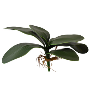 11" Phalaenopsis Leaf Plant | XJE