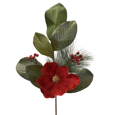 Royal Magnolia Berry Pick 25
