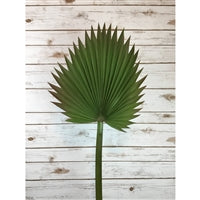 37.5" Palmetto Leaf Stem | XJE