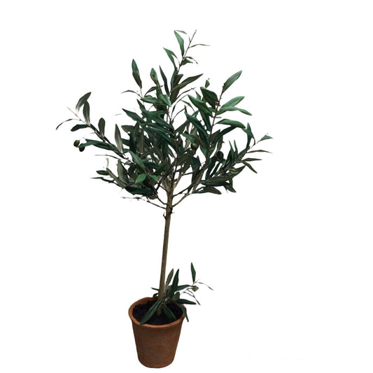 Potted Olive Plant 41"