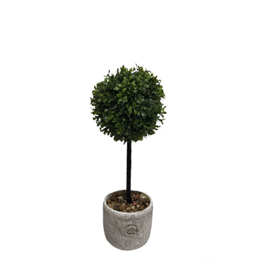 European Boxwood Topiary in Pot 20” | XJE