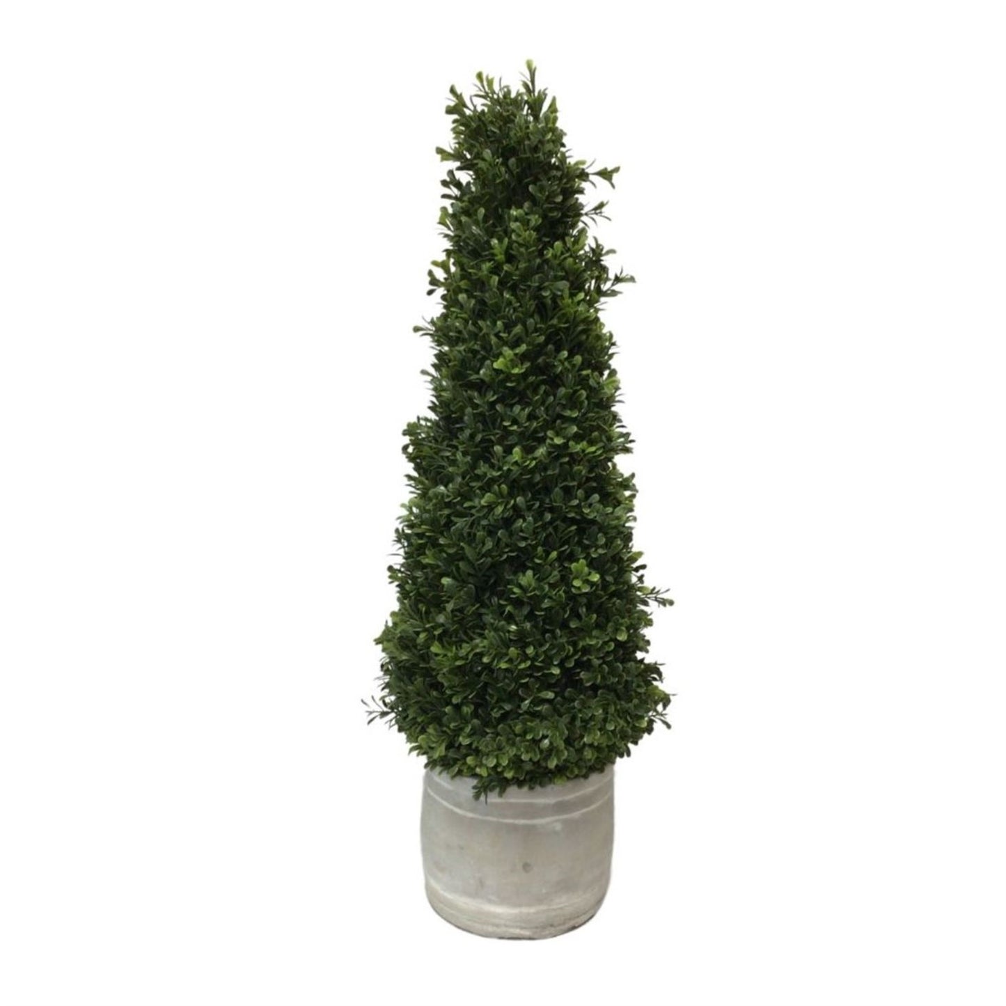 European Boxwood in Whitewashed Grey Ceramic Pot 28” | XJE