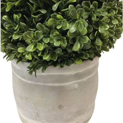 European Boxwood in Whitewashed Grey Ceramic Pot 28” | XJE