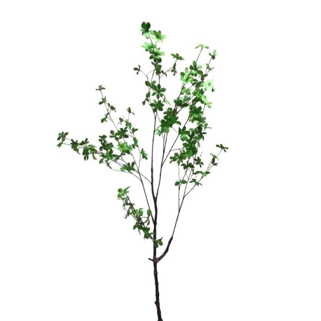 Enkuanthus Perulanthus Branch 59” | XJE