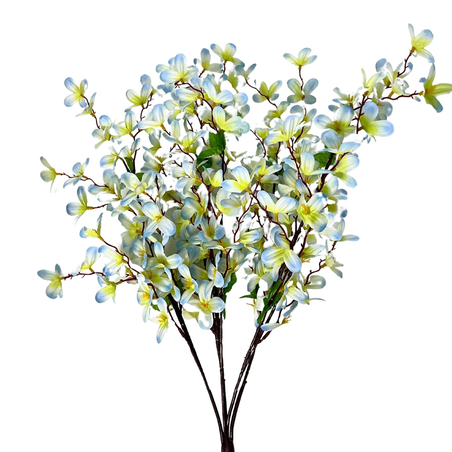 Tweedia Bush x 5 - 24” - Blue/Green |BYE