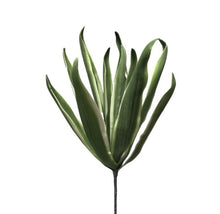 Load image into Gallery viewer, Eva Variegated Aloe 38&quot; | YSE23