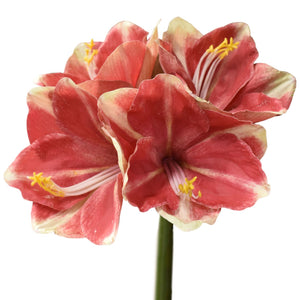 Fresh Touch Amaryllis Spray 27" in Peppermint | LC
