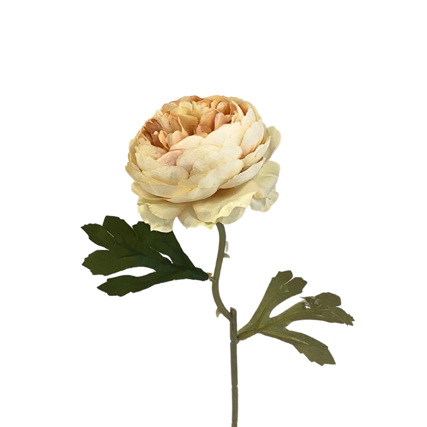 Peony Pick 14.5” - Champagne  | YS