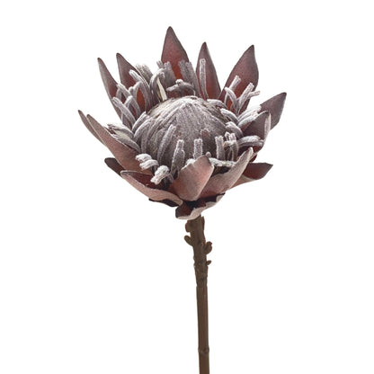 King Protea Stem 19” - Dark Brown  | YS