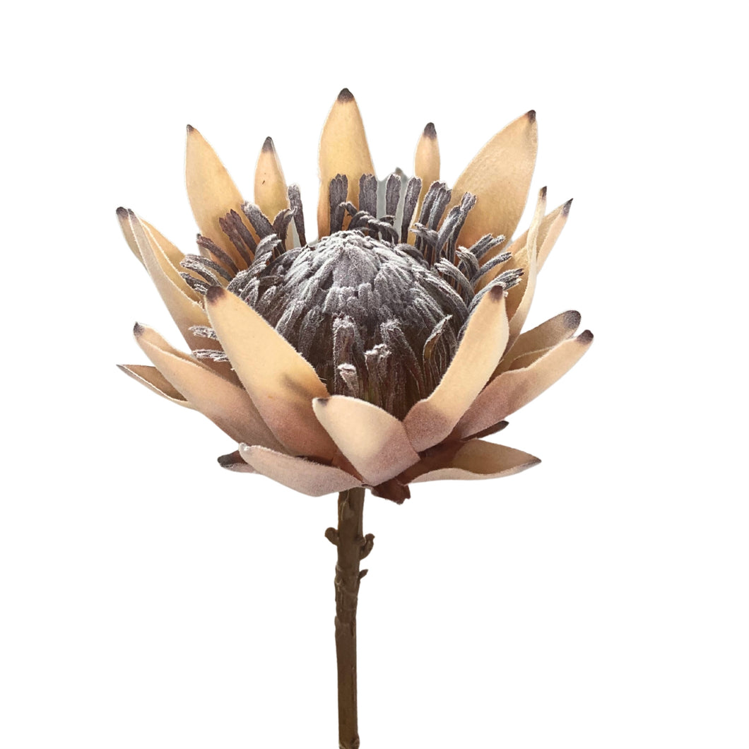 King Protea Stem 20” - Lt. Brown | YS