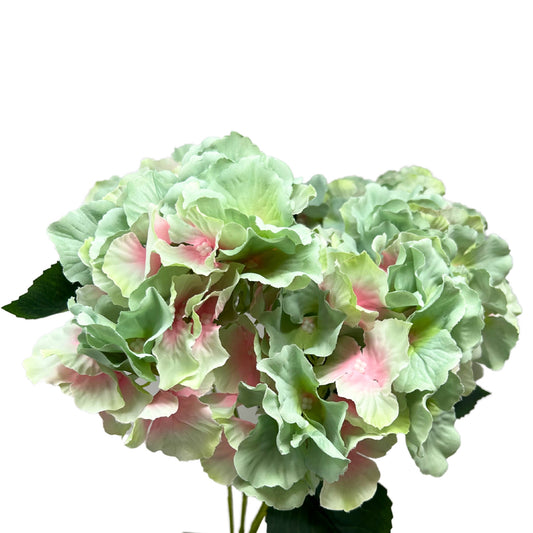 Cypress Garden Hydrangea Bush x 5 - 19” -Aqua/Pink |YSE