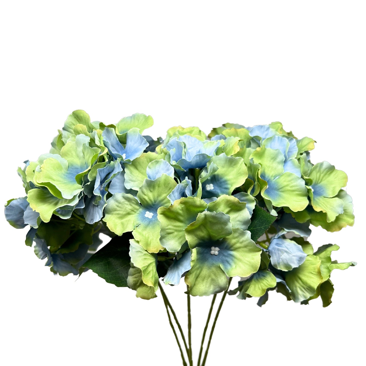 Cypress Garden Hydrangea Bush x 5 - 19” - Blue/Green |YSE