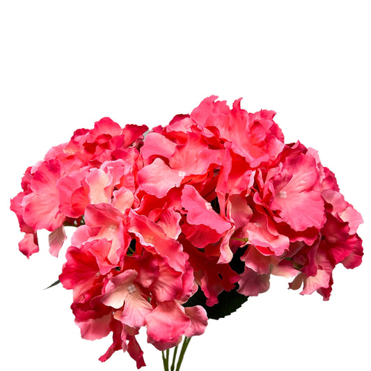 Cypress Garden Hydrangea Bush x 5 -Hot Pink |YSE