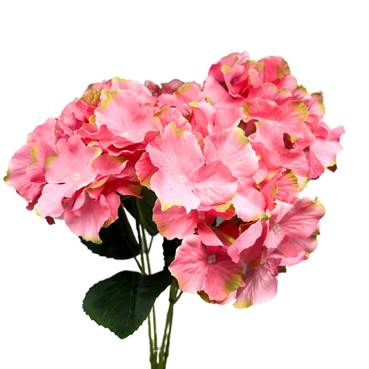 Cypress Garden Hydrangea Bush x 5 - 19” - Fuchsia/Green| YSE